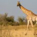 Scientists Split Giraffes Into Four Species. Three Are in Trouble.