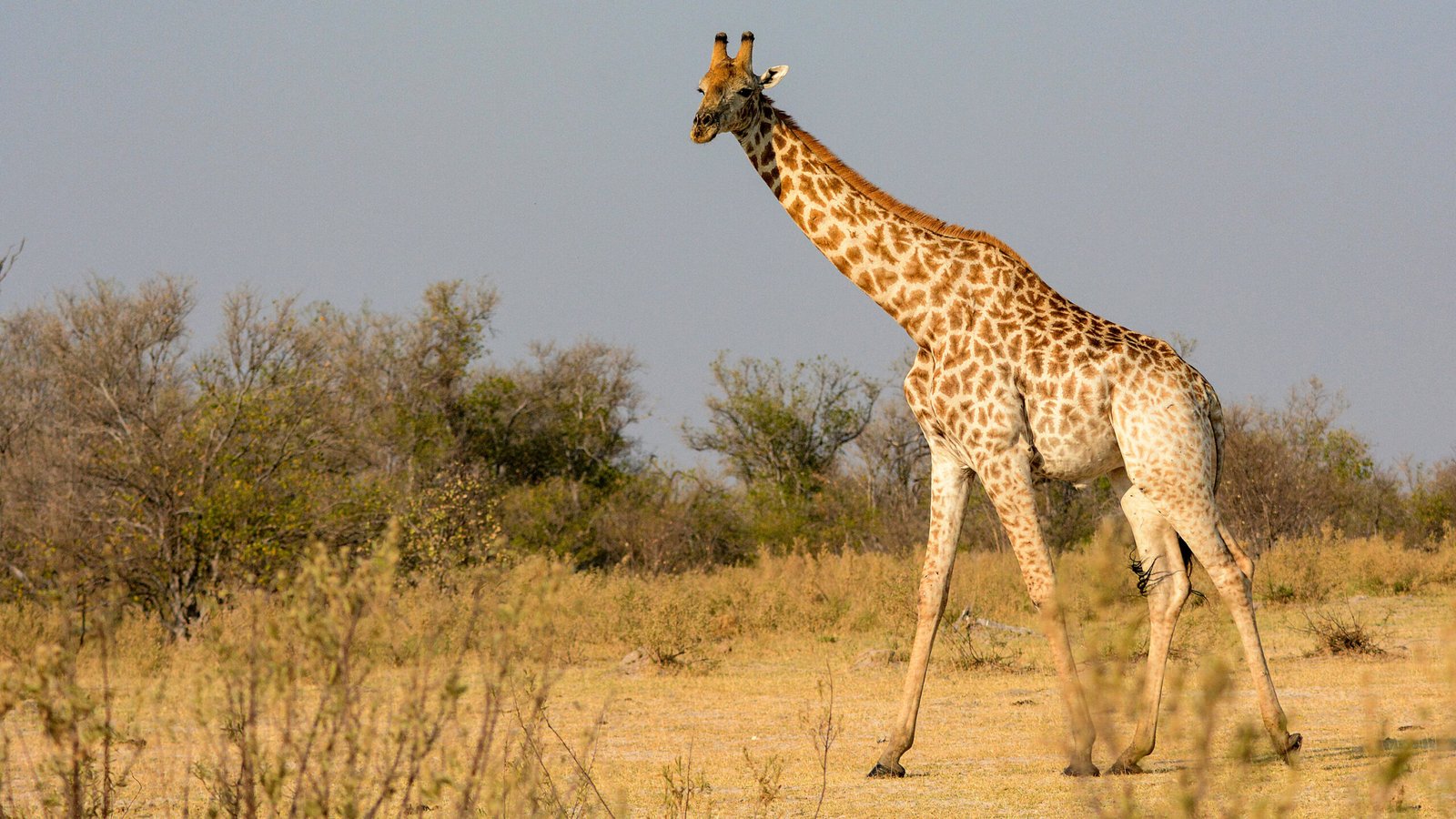 Scientists Split Giraffes Into Four Species. Three Are in Trouble.