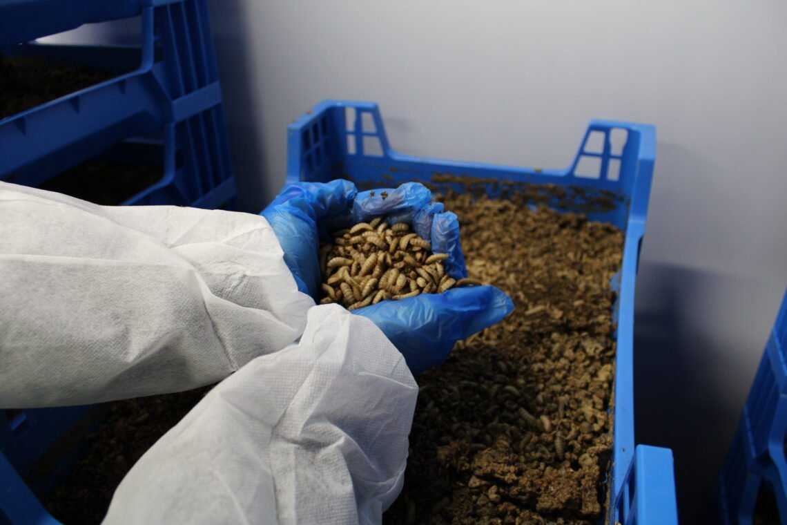 Should We Be Letting Flies Eat Our Food Waste?